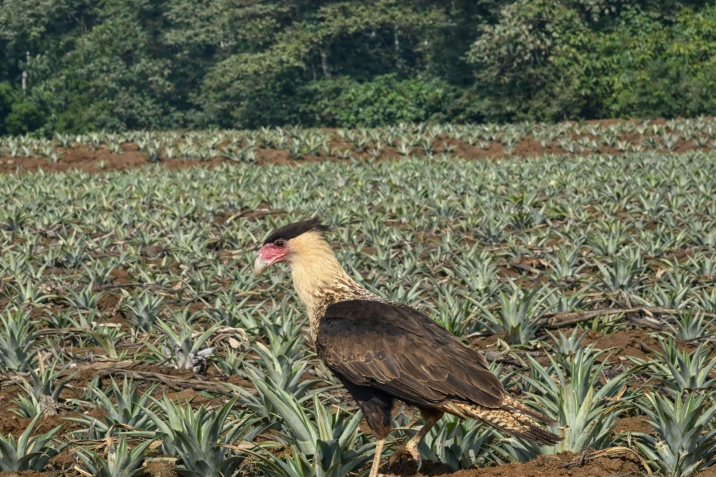 Galería crested caracara