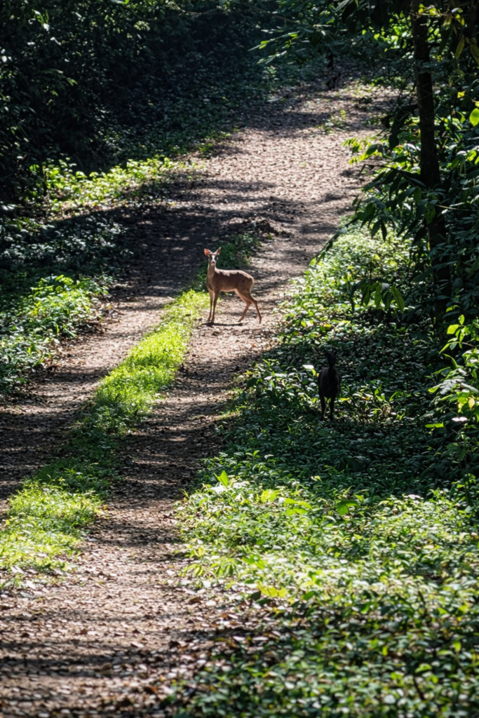 Galería venado