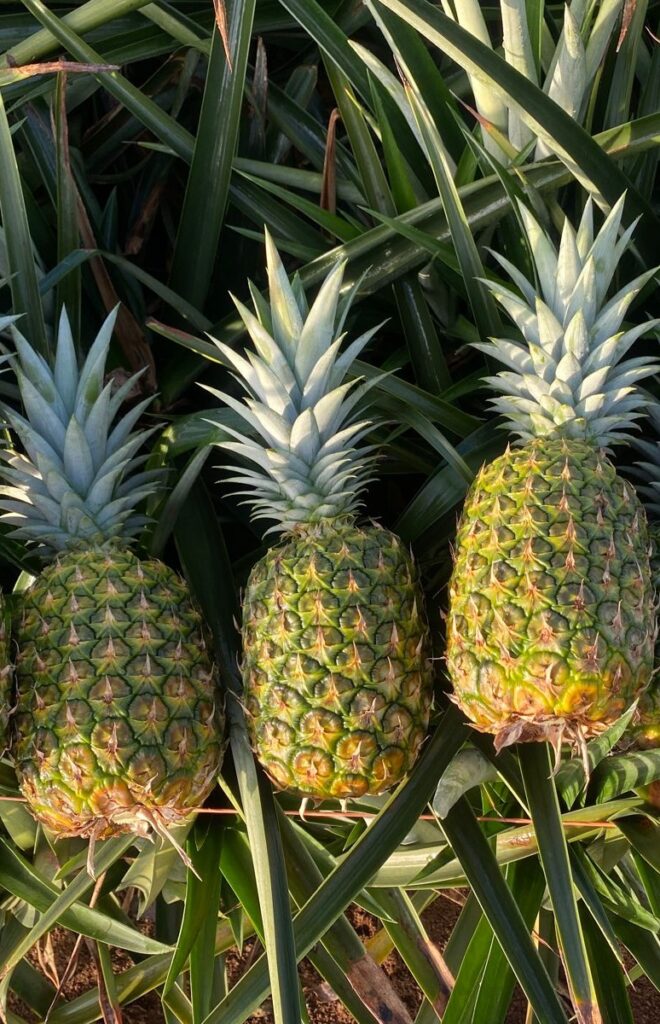 aerospace whatsapp image 2023 06 02 at 3.39.30 pm