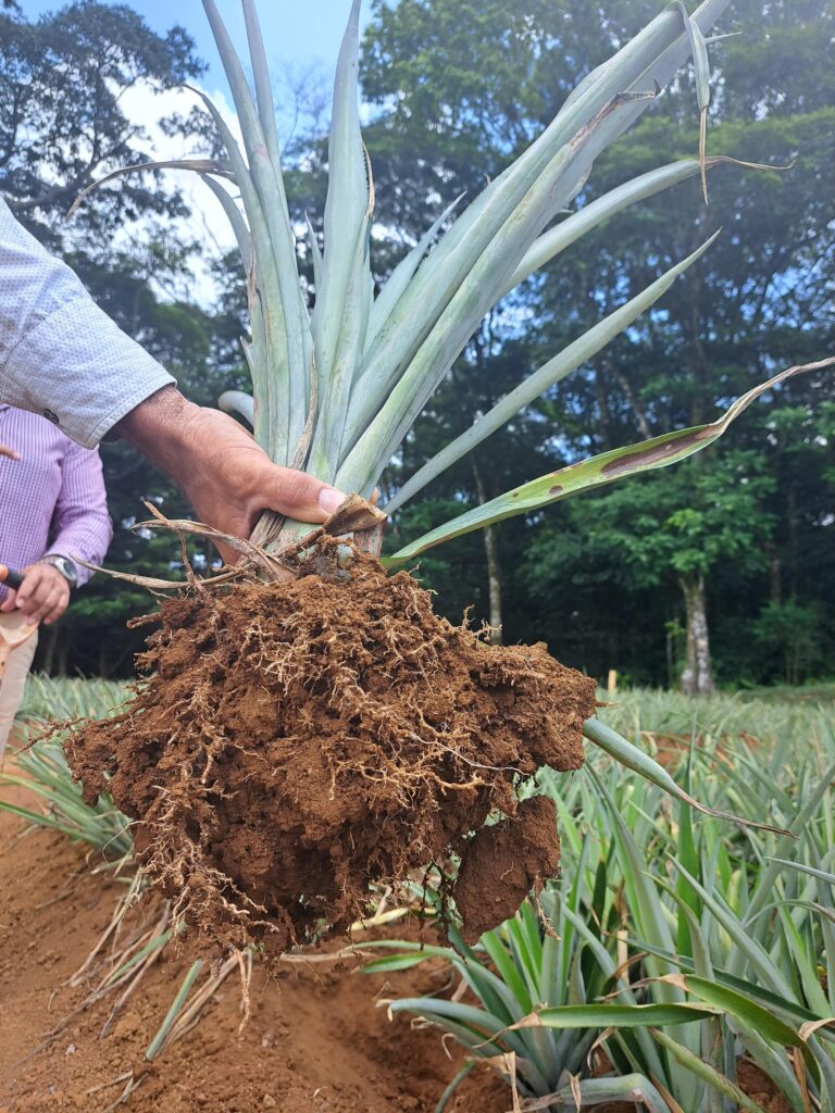 whatsapp image 2025 01 06 at 2.46.36 pm