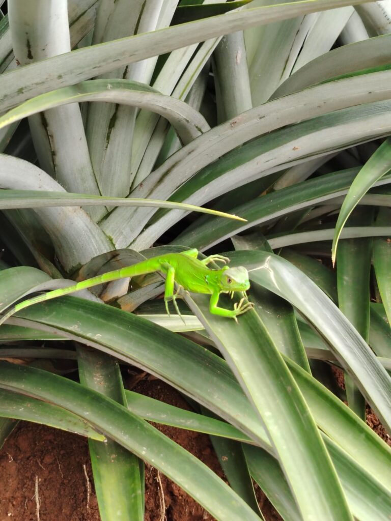 oil-1 whatsapp image 2025 07 05 at 11.29.38 am