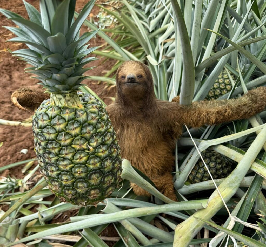 Galería whatsapp image 2026 02 12 at 12.24.44 pm