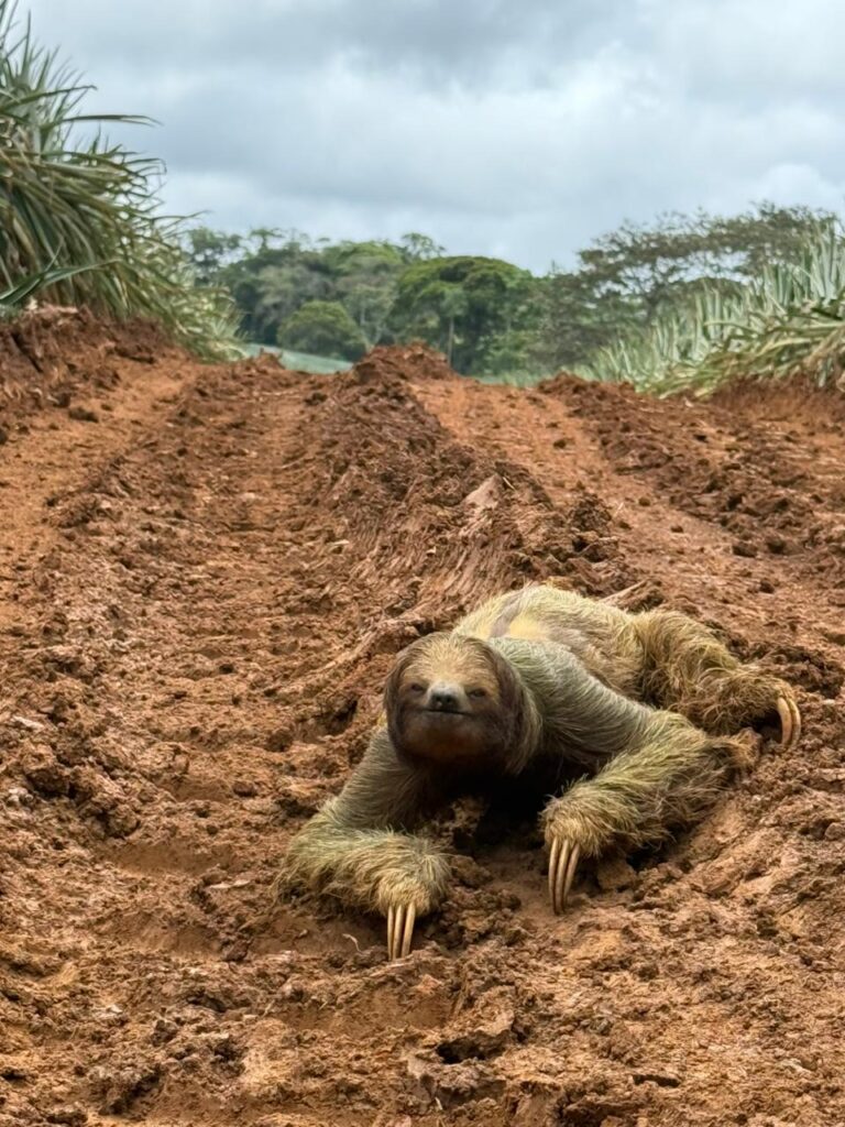 Galería whatsapp image 2026 02 13 at 8.37.18 am