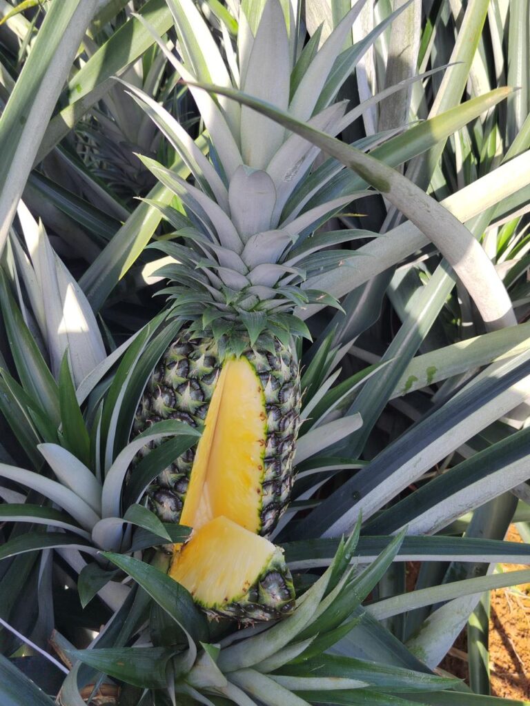 Galería whatsapp image 2026 02 13 at 8.39.00 am