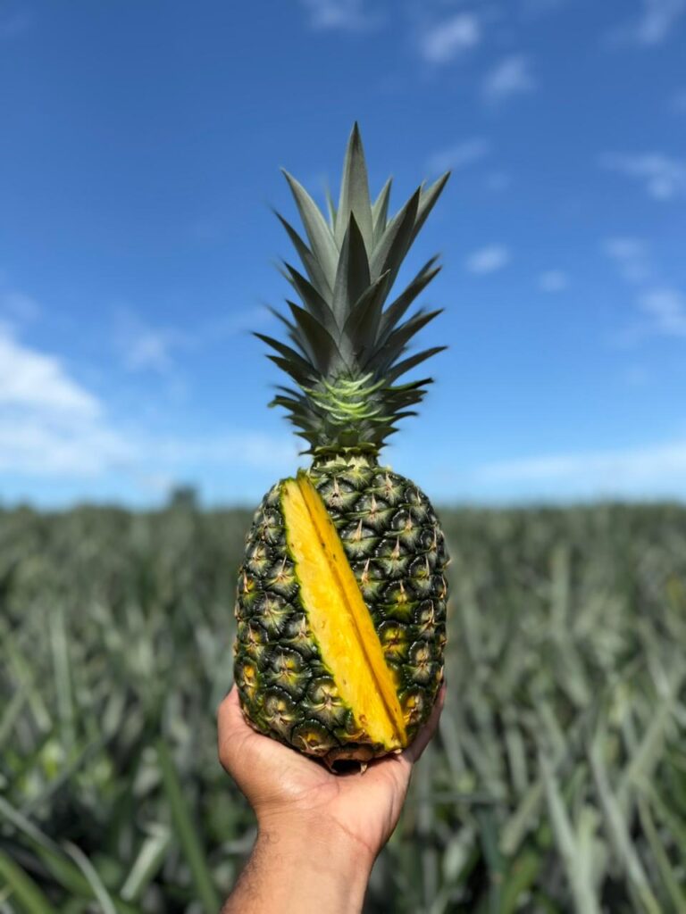 Galería whatsapp image 2026 02 13 at 8.42.36 am