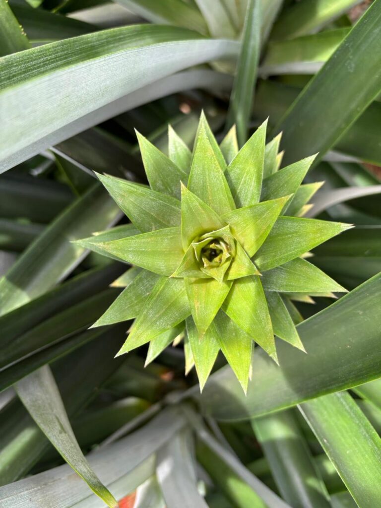 Galería whatsapp image 2026 02 21 at 6.31.23 am (1)