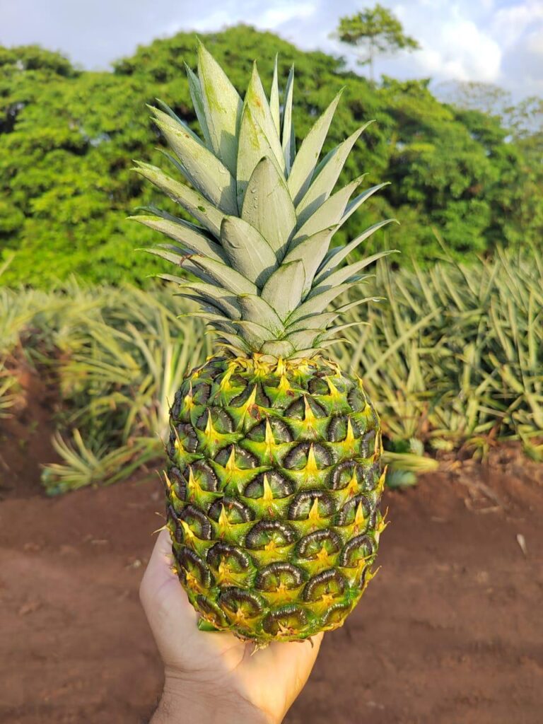 Galería whatsapp image 2026 02 23 at 11.09.07 am (2)