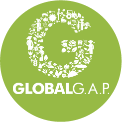 icono global